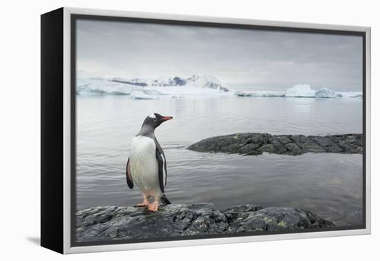 Gentoo Penguin on Cuverville Island, Antarctica-Paul Souders-Framed Premier Image Canvas