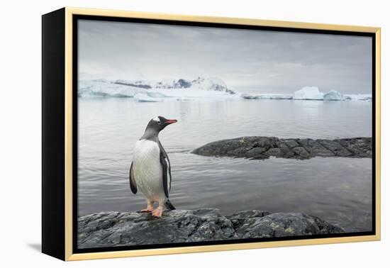 Gentoo Penguin on Cuverville Island, Antarctica-Paul Souders-Framed Premier Image Canvas