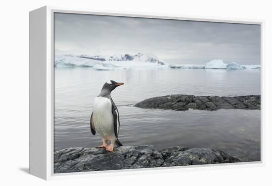 Gentoo Penguin on Cuverville Island, Antarctica-Paul Souders-Framed Premier Image Canvas