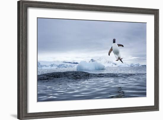 Gentoo Penguin on Cuverville Island, Antarctica-Paul Souders-Framed Photographic Print