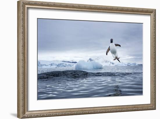 Gentoo Penguin on Cuverville Island, Antarctica-Paul Souders-Framed Photographic Print