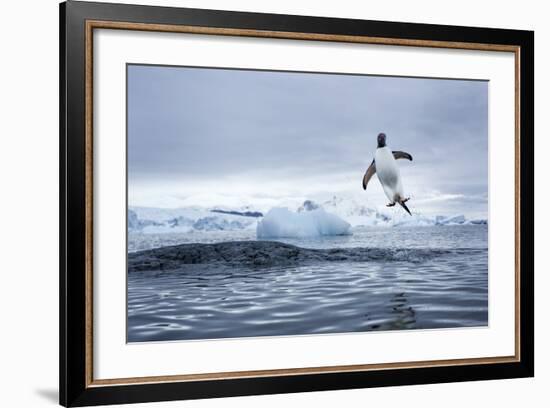 Gentoo Penguin on Cuverville Island, Antarctica-Paul Souders-Framed Photographic Print