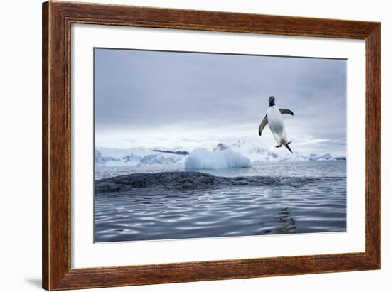 Gentoo Penguin on Cuverville Island, Antarctica-Paul Souders-Framed Photographic Print