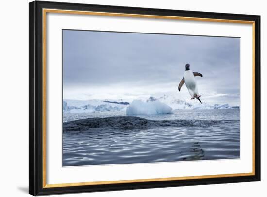 Gentoo Penguin on Cuverville Island, Antarctica-Paul Souders-Framed Photographic Print