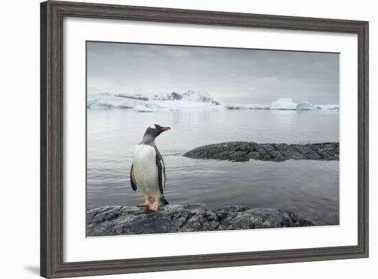 Gentoo Penguin on Cuverville Island, Antarctica-Paul Souders-Framed Photographic Print