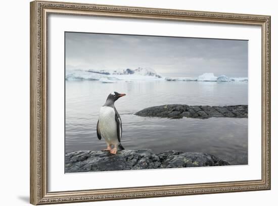 Gentoo Penguin on Cuverville Island, Antarctica-Paul Souders-Framed Photographic Print