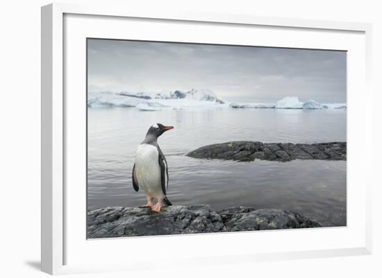 Gentoo Penguin on Cuverville Island, Antarctica-Paul Souders-Framed Photographic Print