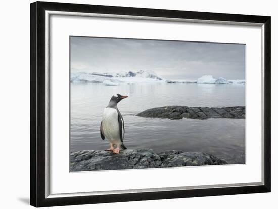 Gentoo Penguin on Cuverville Island, Antarctica-Paul Souders-Framed Photographic Print