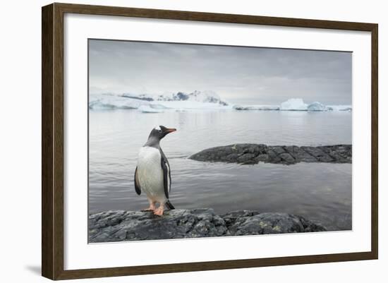 Gentoo Penguin on Cuverville Island, Antarctica-Paul Souders-Framed Photographic Print