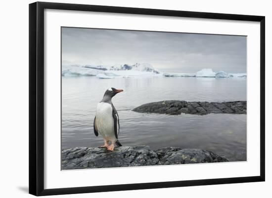 Gentoo Penguin on Cuverville Island, Antarctica-Paul Souders-Framed Photographic Print