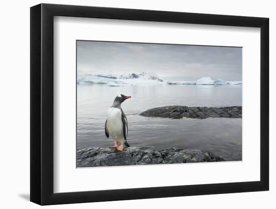 Gentoo Penguin on Cuverville Island, Antarctica-Paul Souders-Framed Photographic Print