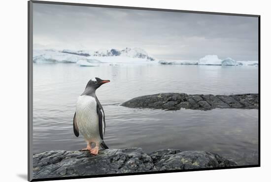 Gentoo Penguin on Cuverville Island, Antarctica-Paul Souders-Mounted Photographic Print