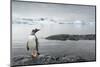 Gentoo Penguin on Cuverville Island, Antarctica-Paul Souders-Mounted Photographic Print