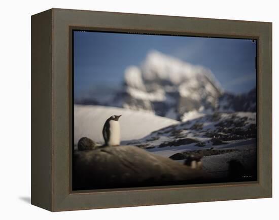 Gentoo Penguin on Goudier Island, Antarctica-Paul Souders-Framed Premier Image Canvas