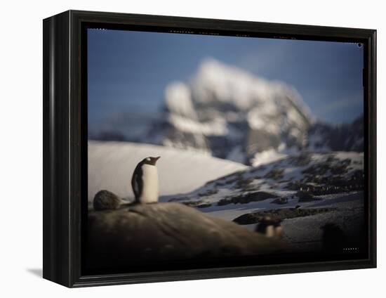 Gentoo Penguin on Goudier Island, Antarctica-Paul Souders-Framed Premier Image Canvas