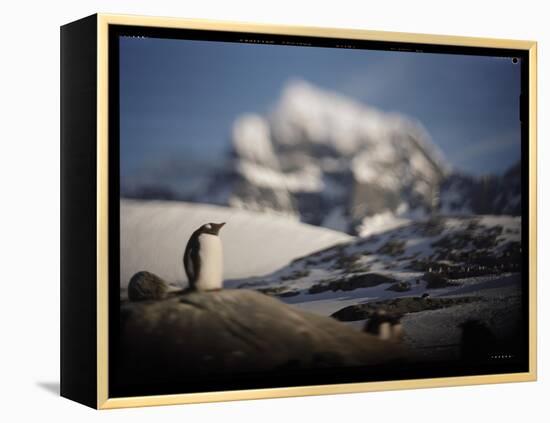 Gentoo Penguin on Goudier Island, Antarctica-Paul Souders-Framed Premier Image Canvas