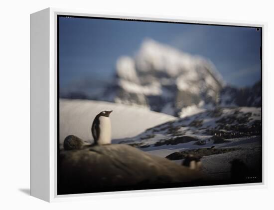 Gentoo Penguin on Goudier Island, Antarctica-Paul Souders-Framed Premier Image Canvas