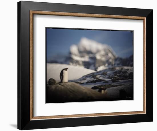 Gentoo Penguin on Goudier Island, Antarctica-Paul Souders-Framed Photographic Print