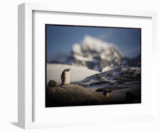 Gentoo Penguin on Goudier Island, Antarctica-Paul Souders-Framed Photographic Print