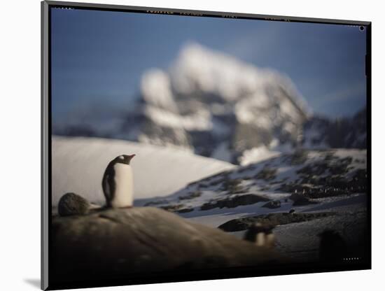 Gentoo Penguin on Goudier Island, Antarctica-Paul Souders-Mounted Photographic Print