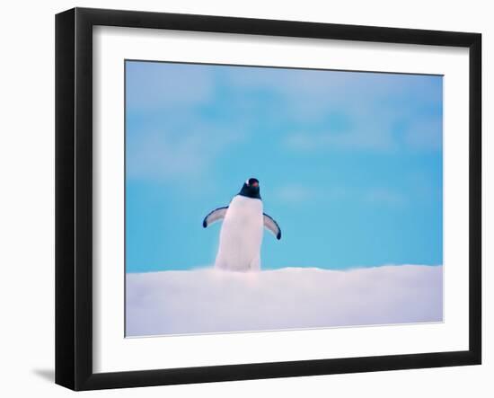 Gentoo Penguin on Snowline. Antarctica-Edwin Giesbers-Framed Photographic Print