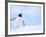 Gentoo Penguin on Snowline, Antarctica-Edwin Giesbers-Framed Photographic Print