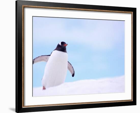 Gentoo Penguin on Snowline, Antarctica-Edwin Giesbers-Framed Photographic Print