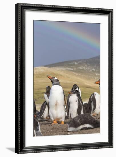 Gentoo Penguin on the Falkland Islands, Rookery under a Rainbow-Martin Zwick-Framed Photographic Print