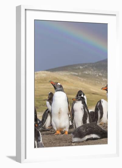 Gentoo Penguin on the Falkland Islands, Rookery under a Rainbow-Martin Zwick-Framed Photographic Print