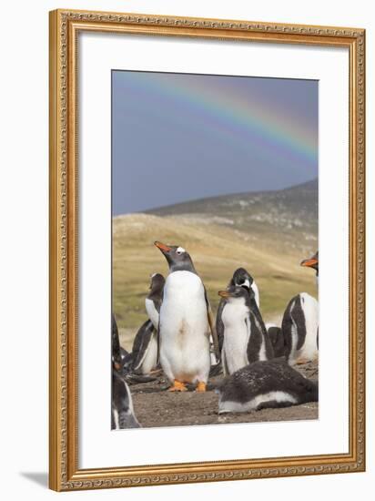 Gentoo Penguin on the Falkland Islands, Rookery under a Rainbow-Martin Zwick-Framed Photographic Print