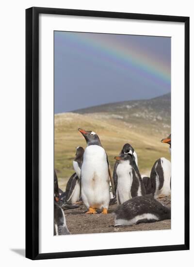 Gentoo Penguin on the Falkland Islands, Rookery under a Rainbow-Martin Zwick-Framed Photographic Print