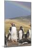 Gentoo Penguin on the Falkland Islands, Rookery under a Rainbow-Martin Zwick-Mounted Photographic Print