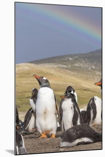 Gentoo Penguin on the Falkland Islands, Rookery under a Rainbow-Martin Zwick-Mounted Photographic Print