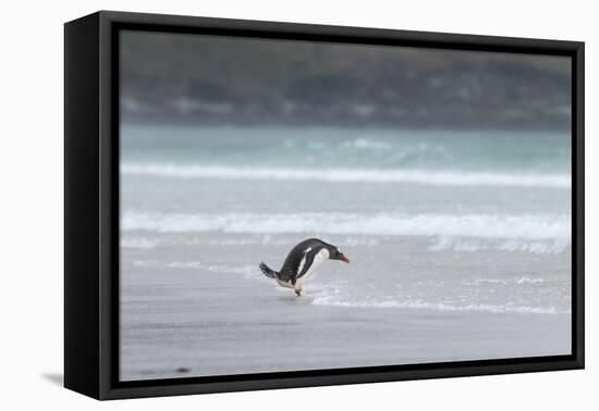 Gentoo Penguin on the Falkland Islands, Walking into the Surf-Martin Zwick-Framed Premier Image Canvas