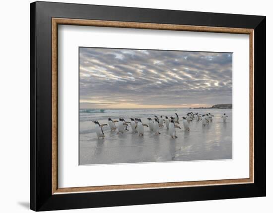 Gentoo Penguin on the sandy beach of Volunteer Point, Falkland Islands-Martin Zwick-Framed Photographic Print