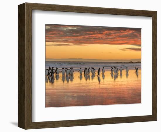 Gentoo Penguin on the sandy beach of Volunteer Point, Falkland Islands-Martin Zwick-Framed Photographic Print