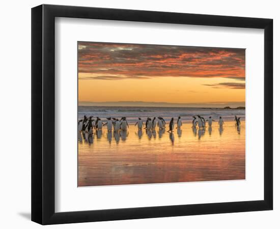 Gentoo Penguin on the sandy beach of Volunteer Point, Falkland Islands-Martin Zwick-Framed Photographic Print