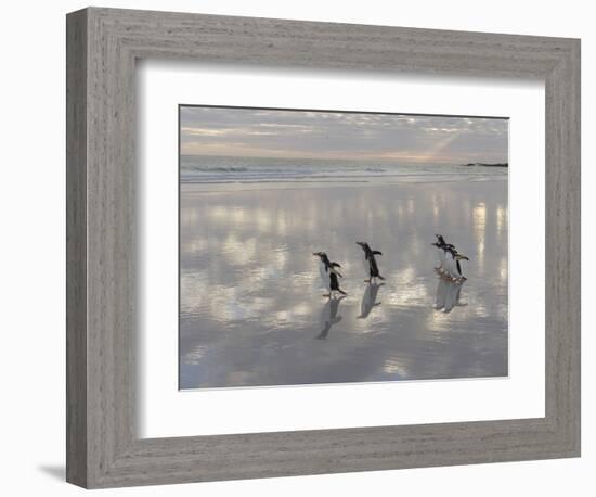 Gentoo Penguin on the sandy beach of Volunteer Point, Falkland Islands-Martin Zwick-Framed Photographic Print