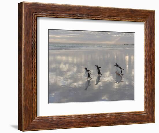 Gentoo Penguin on the sandy beach of Volunteer Point, Falkland Islands-Martin Zwick-Framed Photographic Print