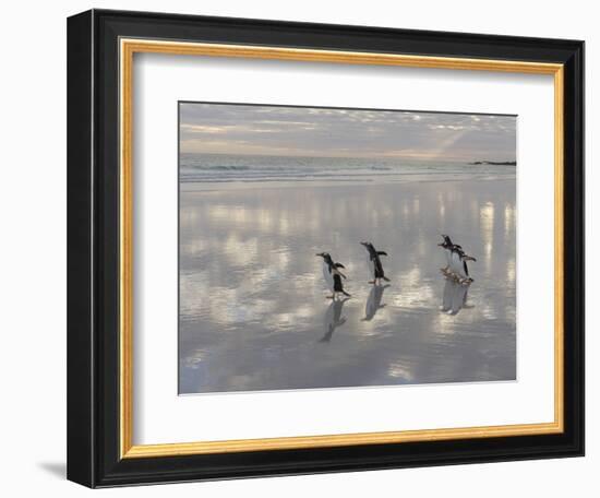 Gentoo Penguin on the sandy beach of Volunteer Point, Falkland Islands-Martin Zwick-Framed Photographic Print