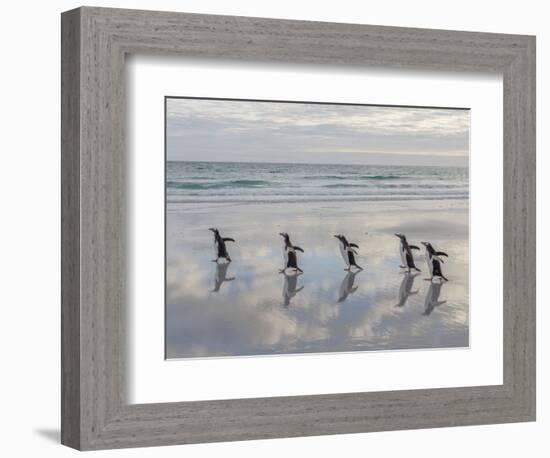 Gentoo Penguin on the sandy beach of Volunteer Point, Falkland Islands-Martin Zwick-Framed Photographic Print