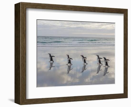 Gentoo Penguin on the sandy beach of Volunteer Point, Falkland Islands-Martin Zwick-Framed Photographic Print