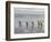 Gentoo Penguin on the sandy beach of Volunteer Point, Falkland Islands-Martin Zwick-Framed Photographic Print