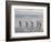 Gentoo Penguin on the sandy beach of Volunteer Point, Falkland Islands-Martin Zwick-Framed Photographic Print