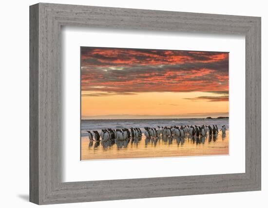 Gentoo Penguin on the sandy beach of Volunteer Point, Falkland Islands-Martin Zwick-Framed Photographic Print