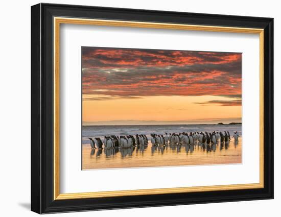 Gentoo Penguin on the sandy beach of Volunteer Point, Falkland Islands-Martin Zwick-Framed Photographic Print