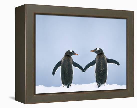 Gentoo Penguin Pair 'Holding Hands'-null-Framed Premier Image Canvas