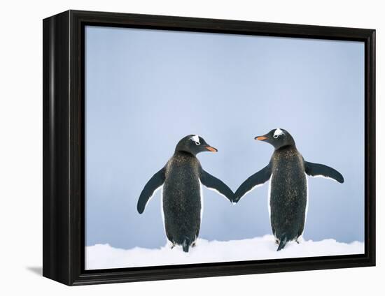 Gentoo Penguin Pair 'Holding Hands'-null-Framed Premier Image Canvas