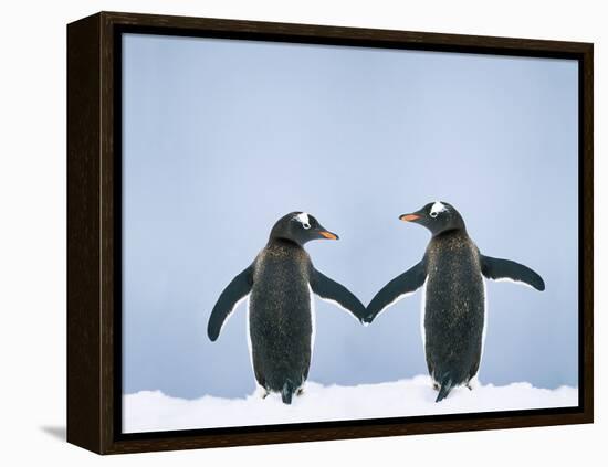 Gentoo Penguin Pair 'Holding Hands'-null-Framed Premier Image Canvas