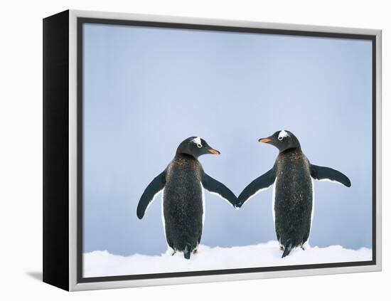 Gentoo Penguin Pair 'Holding Hands'-null-Framed Premier Image Canvas